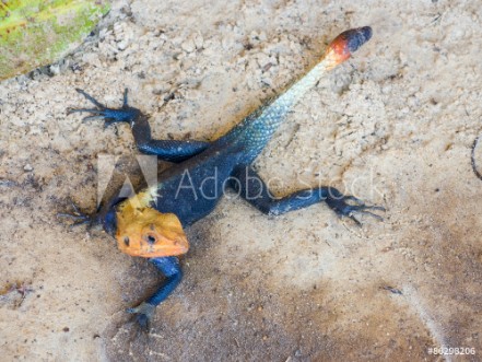Picture of Agama lizard